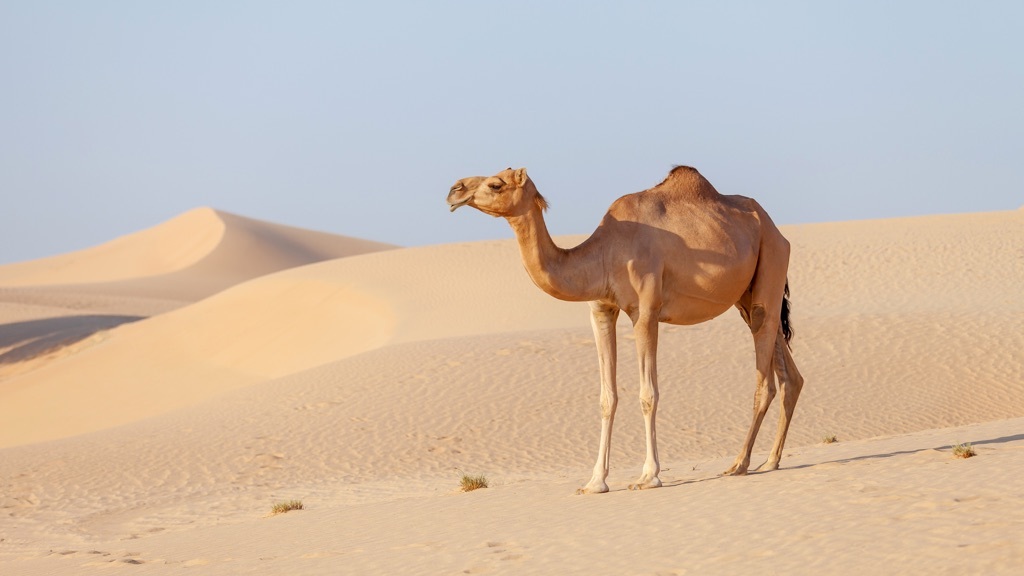 A lonely camel in a sand desert at noon.