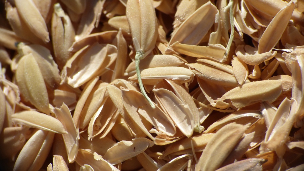 Close-up of chaff from wheat in sunlight.