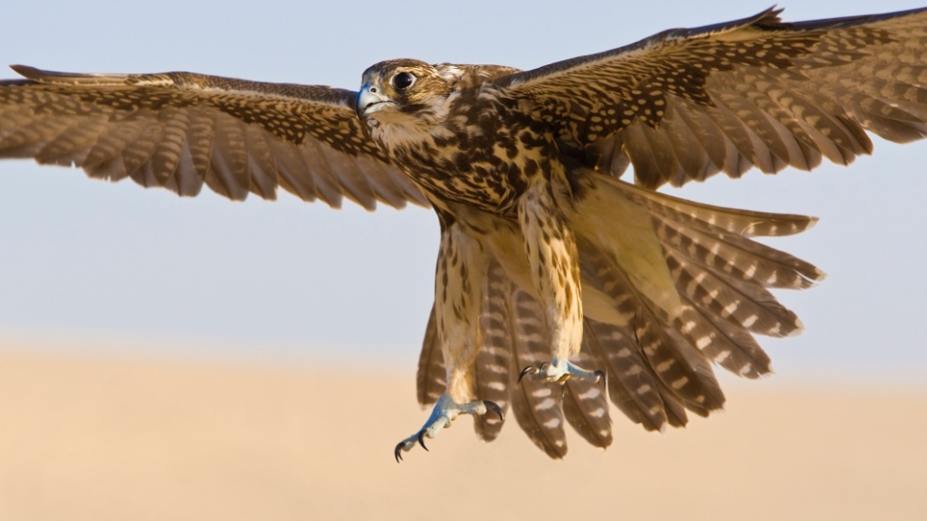 A falcon is in mid-flight with its wings fully spread against a sandy backdrop.