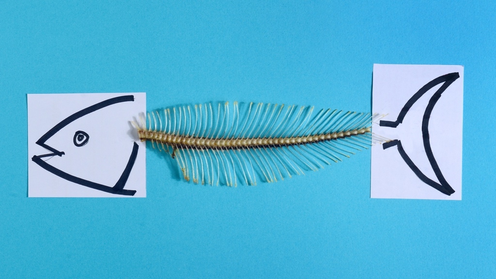 A complete fishbone against a light blue background. At the ends of the bone, there are labels with a drawn fish head and a drawn fish tail, respectively.