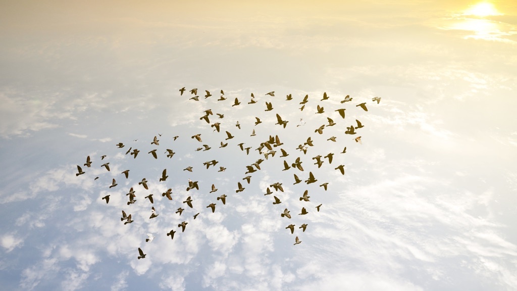 A flock of birds is flying together in a formation shaped like an arrow across a bright sky during sunrise or sunset.