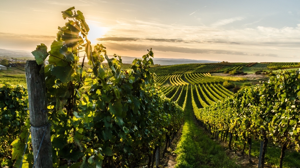 Long rows of grapevines on a slope in the sunset.