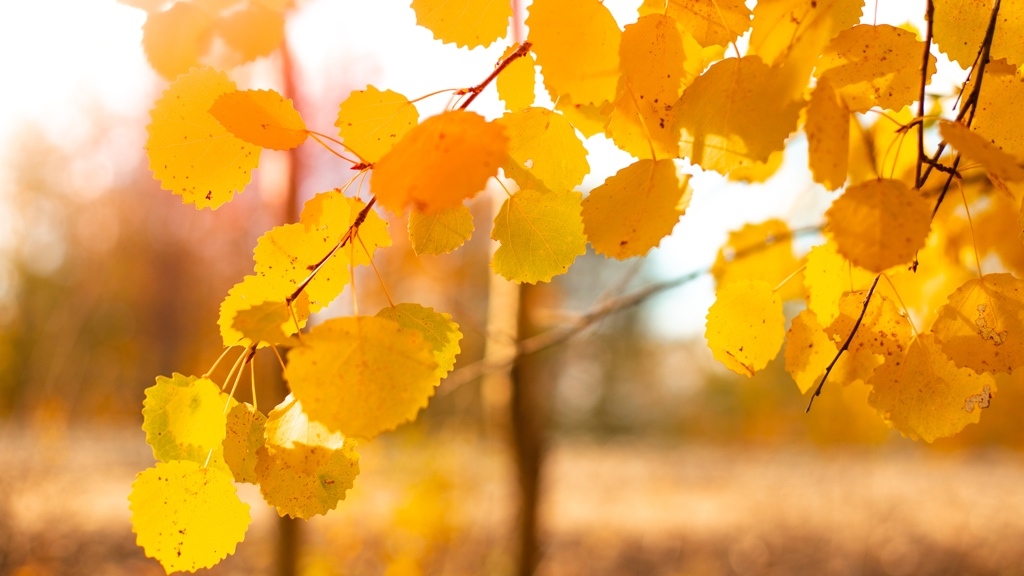 Golden autumn leaves hang from tree branches, glowing in the warm sunlight.