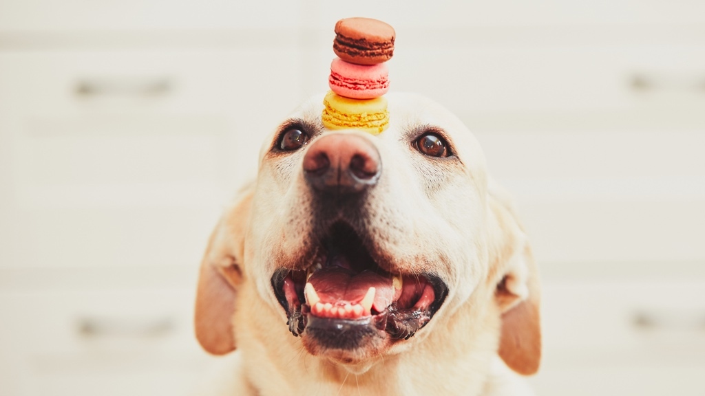 A happy dog is balancing three colorful macarons on its nose.