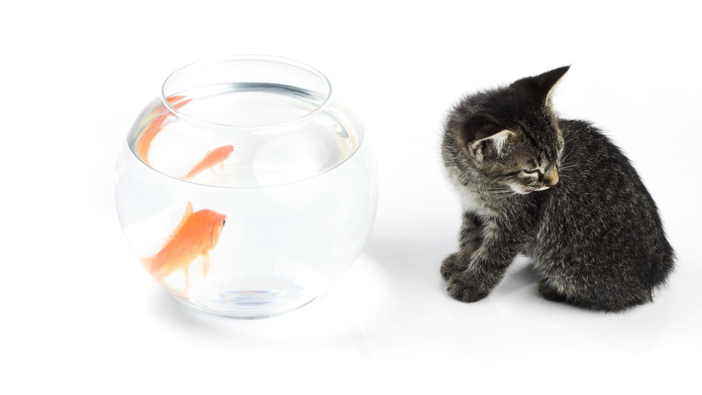 To the left, a fishbowl containing a goldfish and to the right, a cat looking away, resisting temptation.