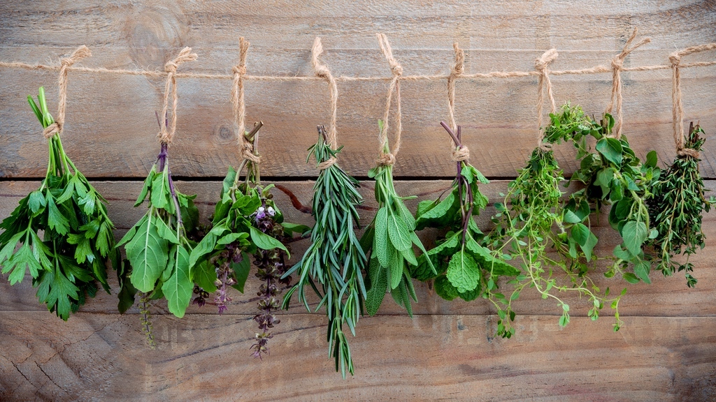 Several bundles of fresh herbs are hanging upside down on a string against a rustic wooden wall.
