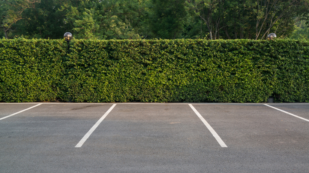 An empty asphalt parking lot with white lines indicating parking spaces is bordered by a tall, green hedge with trees visible above it.