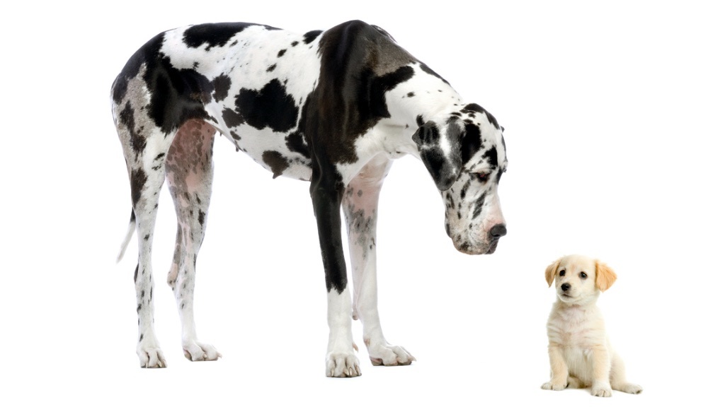 A large black-and-white Great Dane is curiously looking down at a small, fluffy, golden-colored puppy sitting beside it.