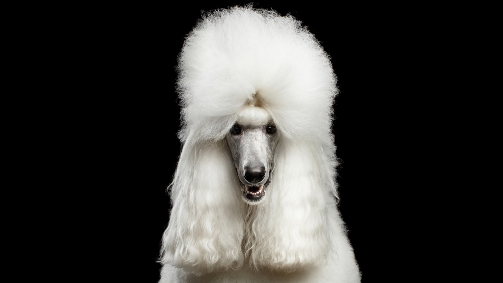 En vit pudel med en extravagant, stylad päls poserar mot svart bakgrund och utstrålar elegans och självsäkerhet.