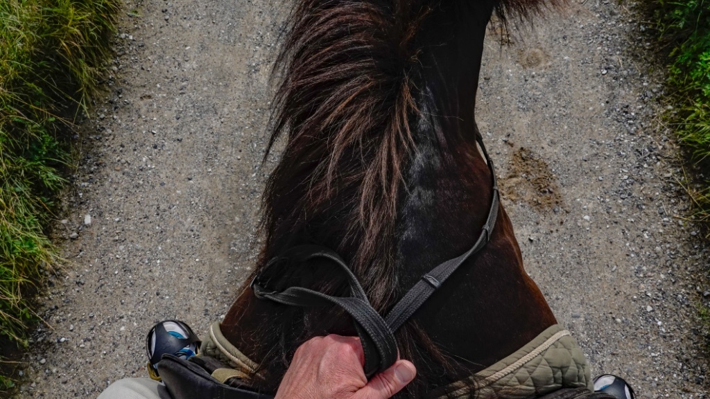 A rider's point-of-view looking down at a dark horse's neck and mane while holding the reins on a gravel path.