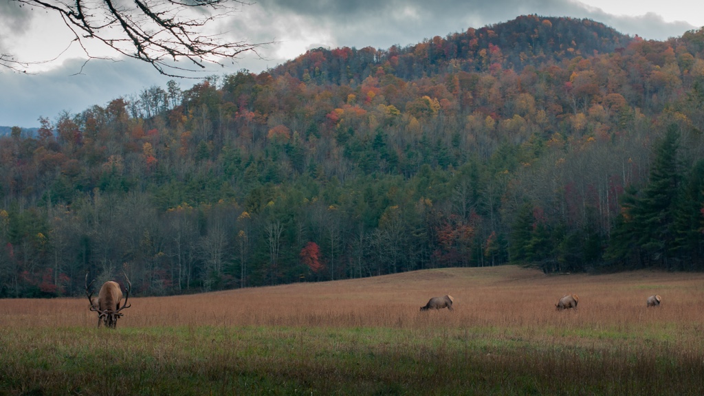 En skogsäng om hösten, där fyra hornbeprydda hjortar betar med ett smärre berg som fond.