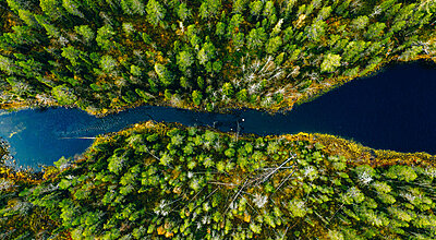 Ett flygfoto över en skog med tät grön barrskog och en smal, slingrande bäck som delar landskapet i två delar.