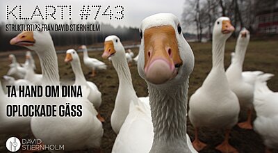 En grupp vita gäss står på en lerig åker, och en gås tittar nyfiket rakt in i kameran.